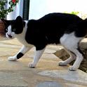 Mykonos Katzen (76)